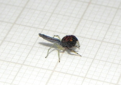 Ceriomura
