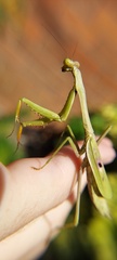 Stagmomantis tolteca