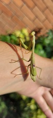 Stagmomantis tolteca