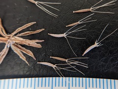 Microseris douglasii tenella