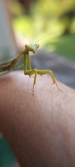 Stagmomantis tolteca