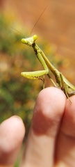 Stagmomantis tolteca
