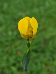 Trimezia martinicensis