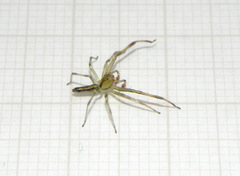 Lyssomanes pauper
