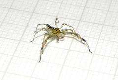 Lyssomanes pauper