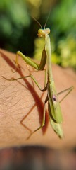 Stagmomantis tolteca