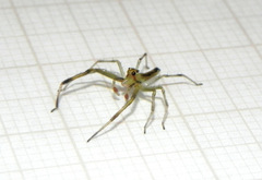 Lyssomanes pauper