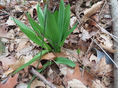 Allium tricoccum