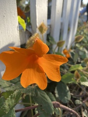 Thunbergia gregorii