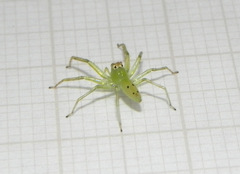 Lyssomanes pauper