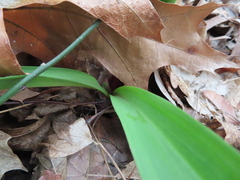 Allium tricoccum