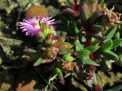 Ruschia rubricaulis