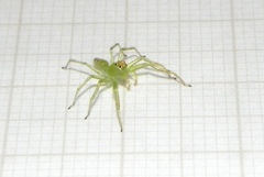 Lyssomanes pauper