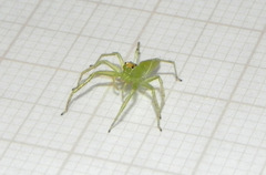 Lyssomanes pauper