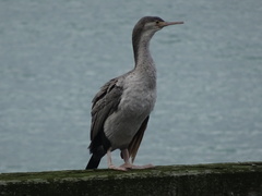 Phalacrocorax punctatus