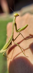 Stagmomantis tolteca