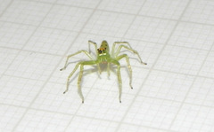 Lyssomanes pauper