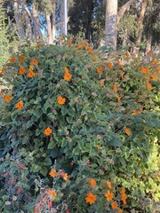 Thunbergia gregorii