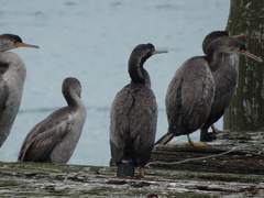 Phalacrocorax punctatus