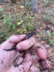 Plethodon chlorobryonis