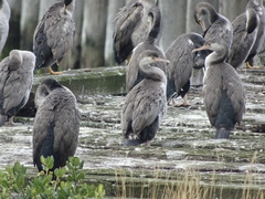 Phalacrocorax punctatus