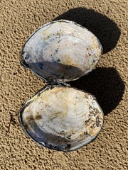 Utterbackiana suborbiculata