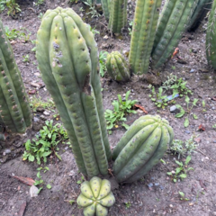 Trichocereus