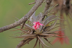 Tillandsia tenuifolia