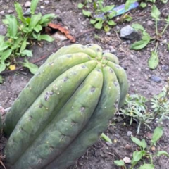 Trichocereus