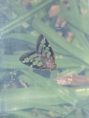 Scolypopa australis
