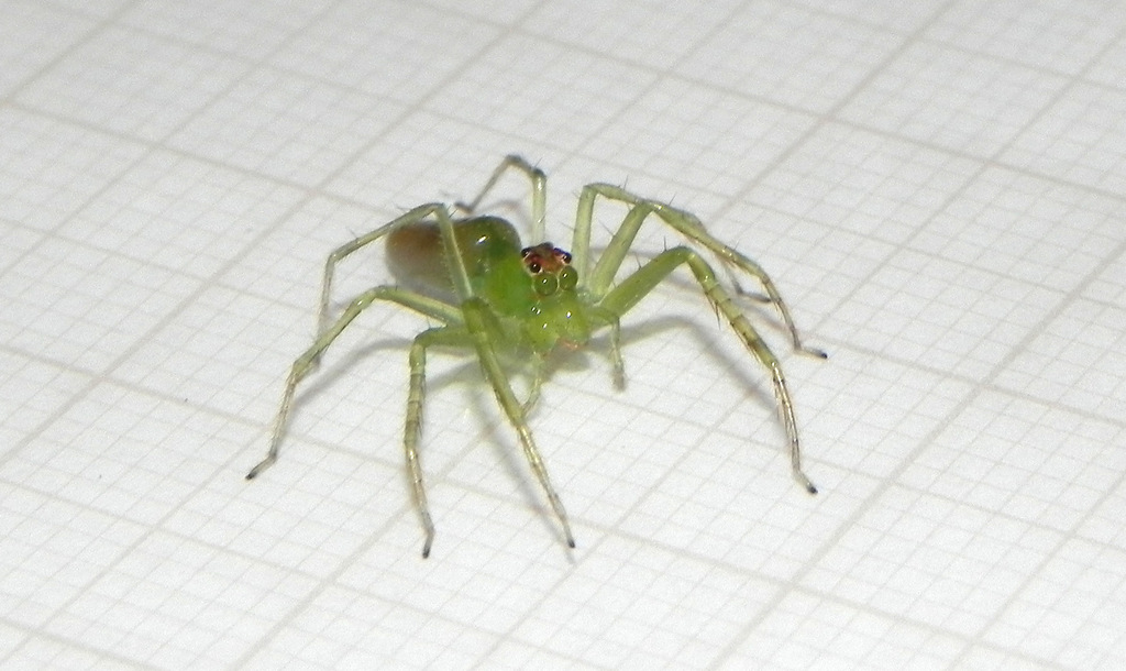 jumping spiders