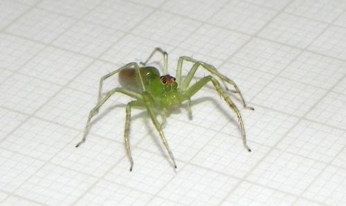 jumping spiders