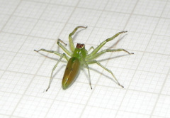 Lyssomanes bitaeniatus