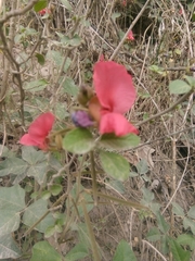 Macroptilium lathyroides