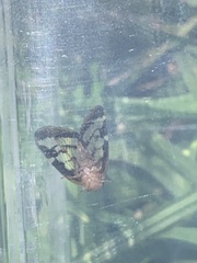 Scolypopa australis