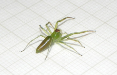 Lyssomanes bitaeniatus