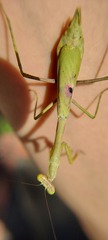 Stagmomantis tolteca