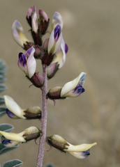 Astragalus layneae