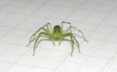 Lyssomanes bitaeniatus