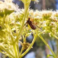 Gymnelia