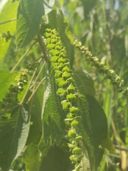 Heliotropium angiospermum