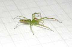 Lyssomanes bitaeniatus