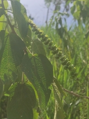 Heliotropium angiospermum