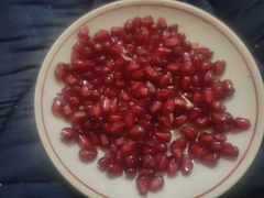 Punica