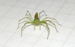 Lyssomanes bitaeniatus