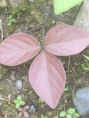 Prestonia
