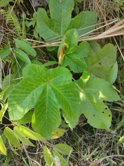 Cecropia obtusifolia