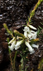 Epacris