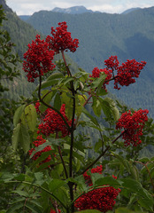 Sambucus racemosa racemosa