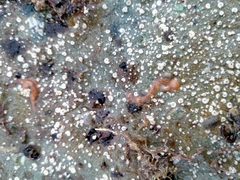 Cestoplana rubrocincta